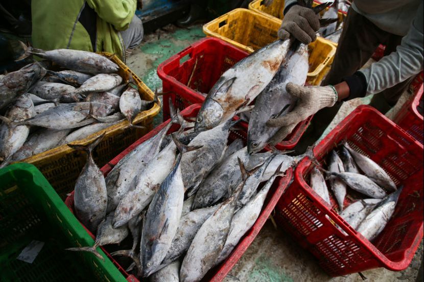 出口疲软导致印尼渔产品库存激增