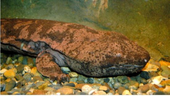 和平日报 | 日本發現兩隻中國純種「娃娃魚」 一度被認為瀕臨絕跡