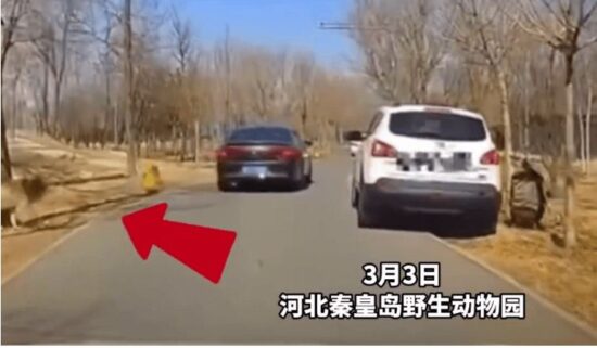 和平日报 | 狼來了｜女子野生動物園抱兒落車解手 後車急按喇叭警告